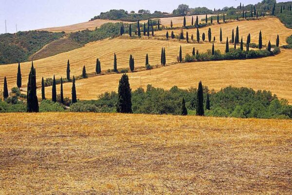 I Borghi del gusto               (Pienza - Moltepulciano) - immagine 9