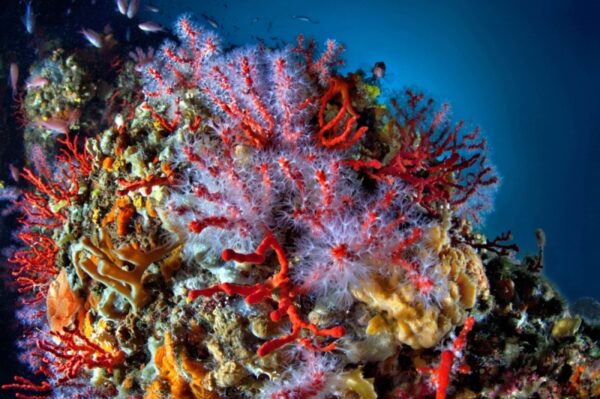 Nel Mare di Marmo                                        (Pozzuoli - Baia - Campi Flegrei) * - immagine 21