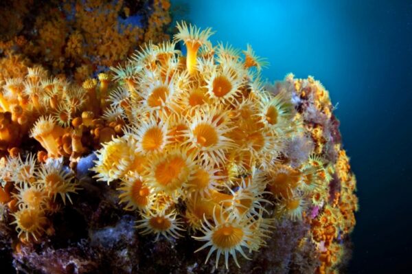 Nel Mare di Marmo                                        (Pozzuoli - Baia - Campi Flegrei) * - immagine 23