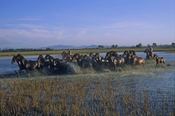 Con i Butteri in riva al mare            (Maremma– Orbetello – Isola del Giglio) - immagine 14