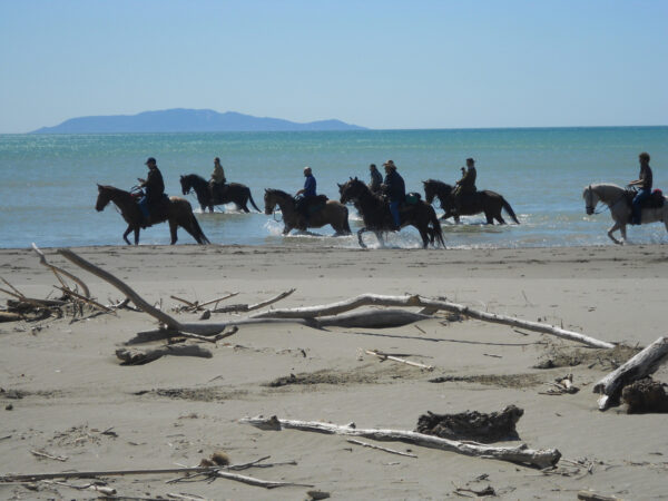 Con i Butteri in riva al mare            (Maremma– Orbetello – Isola del Giglio)