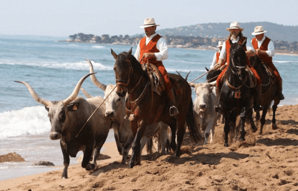 Con i Butteri in riva al mare            (Maremma– Orbetello – Isola del Giglio) - immagine 4