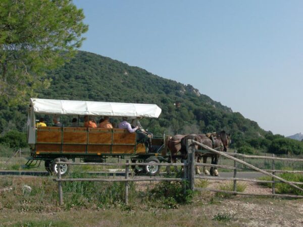 Con i Butteri in riva al mare            (Maremma– Orbetello – Isola del Giglio) - immagine 12
