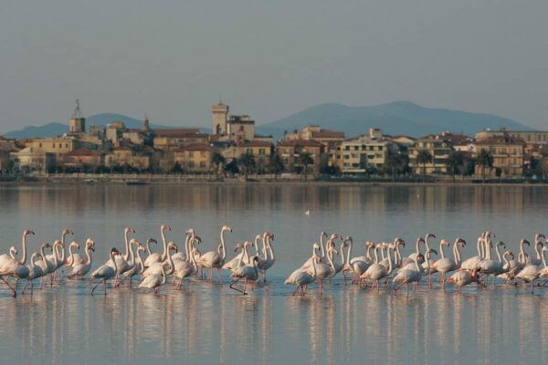 Con i Butteri in riva al mare            (Maremma– Orbetello – Isola del Giglio) - immagine 28